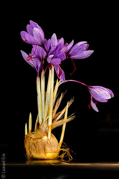 Lot de 5000 bulbes de crocus sativus.