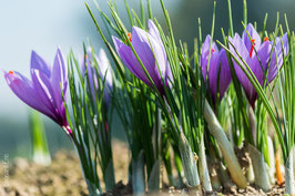 Lot de 25.000 bulbes de crocus sativus.