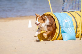Agility Anfänger