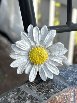 Gänseblümchen