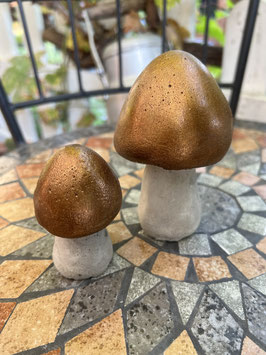 Pilze mit runder Kappe -bronze-