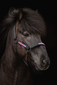 Halfter-Set "Island" mit Strick