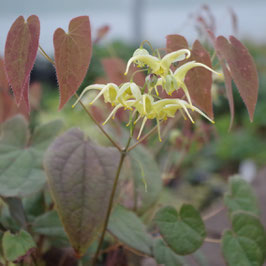 Epimedium lishihchenii Og96024