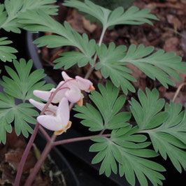 Dicentra cucullaria 'Pittsburg'