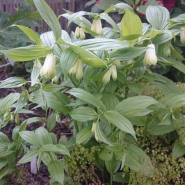 Disporum sessile f. macrophyllum BSWJ4316