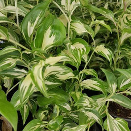 Disporum cantoniense 'Moonlight'