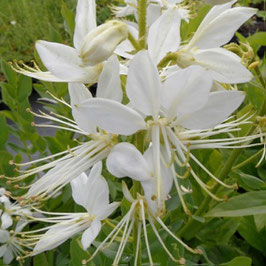 Dictamnus albus 'Albiflorus'