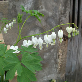 Dicentra spectabilis 'Alba'