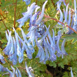 Corydalis flexuosa 'China Blue' CD&R528c