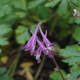 Corydalis shihmienensis 'Blackberry Wine'