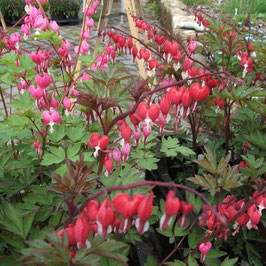 Dicentra spectabilis 'Valentine'