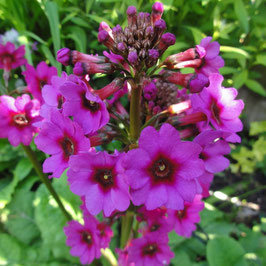 Primula japonica 'Carminea'
