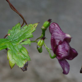 Aconitum hemsleyanum 'Red Vine'