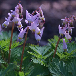 Dicentra cucullaria 'Pink Punk'