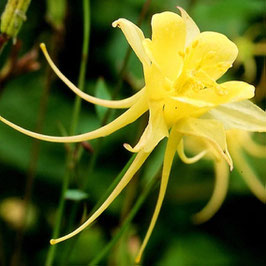 Aquilegia chrysantha 'Yellow Queen'