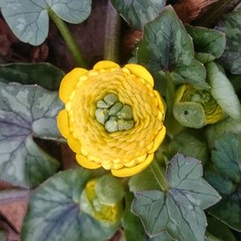 Ranunculus ficaria 'Colarette'