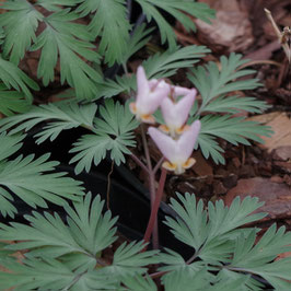 Dicentra cucullaria 'Carl Gehenio'