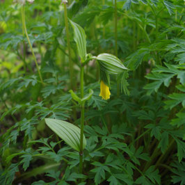 Disporum uniflorum (syn. D. flavens)