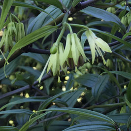 Disporum cantoniense 'Night Heron' DJHC739 - Canton Fairy Bell