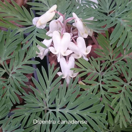 Dicentra canadense - Canadian Bleeding Heart