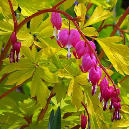 Dicentra spectabilis 'Goldheart'