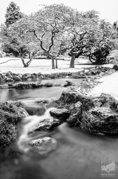 Bianco e nero 4b - Il giardino roccioso sotto la neve