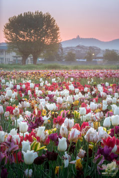 La città 12b - Il campo di tulipani a Grugliasco