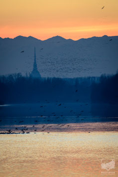 Il fiume Po 4b - Il Po, la Mole e le Alpi al tramonto