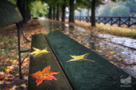 Parchi e giardini 3a - Autunno sul lungofiume