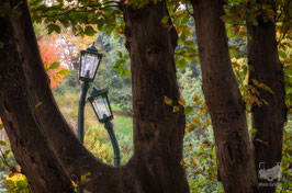 Parchi e giardini 1a - I lampioni innamorati in autunno