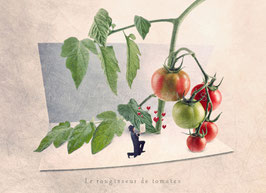 CP YP - Le rougisseur de tomates