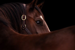 PhotoPROshop - Einzelcoaching