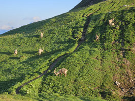 Steinbocktour - durchs wilde Allgäu 20.07. - 25.07.2026