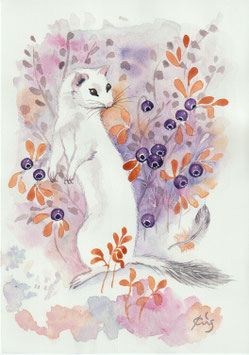 Hermine dans les bleuets
