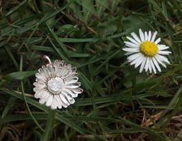 Gänseblümchen Anhänger