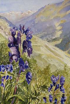 #856 / Eisenhut in luftiger Höhe / Monkshood at lofty heights