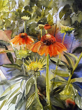 #837 / Echinacea - Scheinsonnenhut / Echinacea (Coneflower)