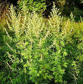 Beifußkraut einjähr. geschn. - 1 kg