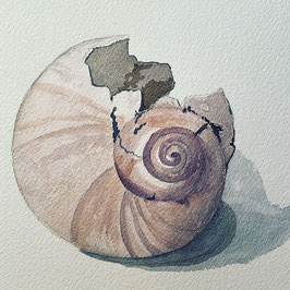 Broken Moon Snail Shell III