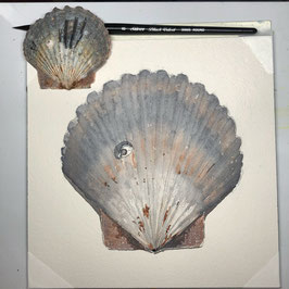 Scallop shell with barnacle