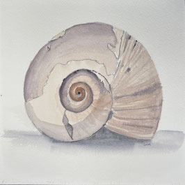 Moon Snail Shell I