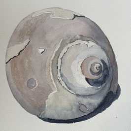 Moon Snail Shell II