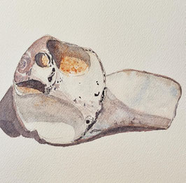 Broken Moon Snail Shell IV