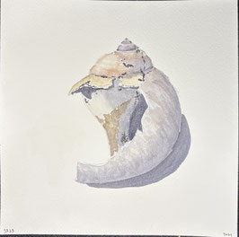 Broken Moon Snail Shell II
