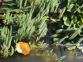 Schwimmender Keramik Teelichthalter Nr. 32