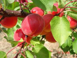 Abricots de table (Bergeval, Orangered, autre)