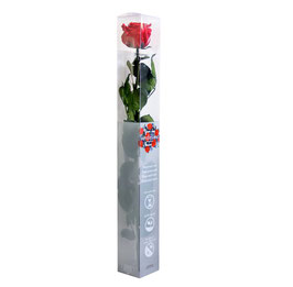Infinity Rose 55 cm - eine echte, konservierte Rose, die nicht verblüht.