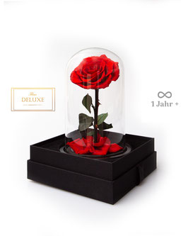 Infinity Rose im Glas inkl. Geschenkbox