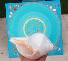Blasmuschel heilige Turbinella Pyrum  Chank aus Indien  / Spiritual Pooja Blowing shankh Shell REiNIGUNG