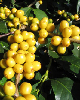 YELLOW CATURRA